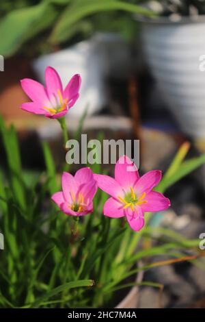 Rosa Regenlilie blüht wunderschön Stockfoto