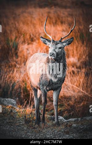 glen etive scottish Highlands Stockfoto