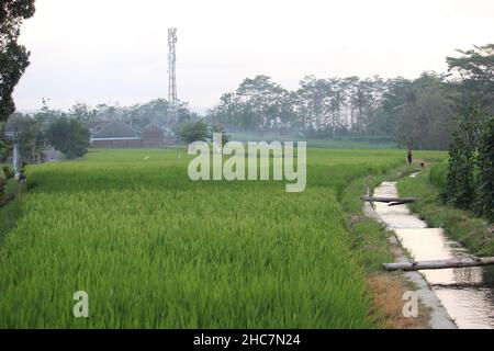 Die Atmosphäre der Reisfelder am Rande eines schönen und kühlen Dorfes weit weg von der Stadt macht unsere Herzen glücklich Stockfoto