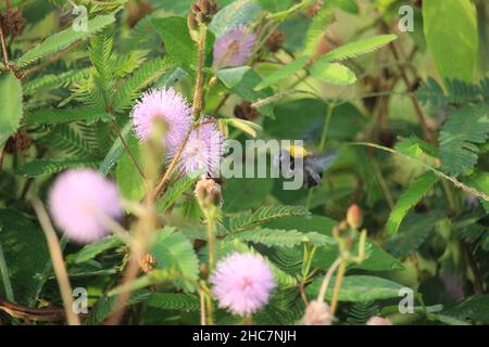 Eine kleine Biene saugt eine rosa Blume im Garten in der Nähe des Hauses, um Honig zu produzieren Stockfoto