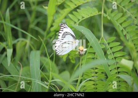 Ein wilder weißer Schmetterling, der auf einer kleinen wilden Blume in einem Stadtpark in der Nähe eines Hauses am Straßenrand landete, eignet sich für Tapeten Stockfoto