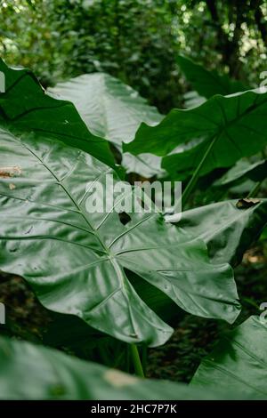 Nahaufnahme eines Elefantenohrblatts oder eines Riesentaros (Alocasia macrorrhizos), natürlicher Hintergrund mit Sonnenlicht. Stockfoto