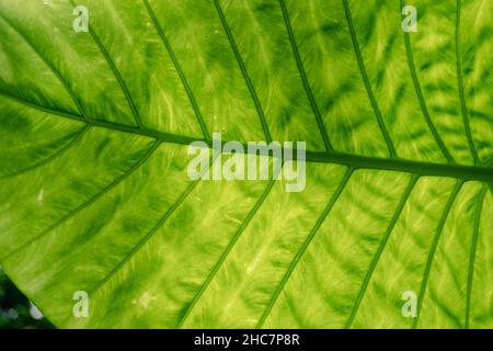 Nahaufnahme eines Elefantenohrblatts oder eines Riesentaros (Alocasia macrorrhizos), natürlicher Hintergrund mit Sonnenlicht. Stockfoto