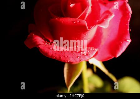 Rote Rosenblume Schwarzes Hintergrundbild mit Tröpfchen im Teil Schatten Stockfoto