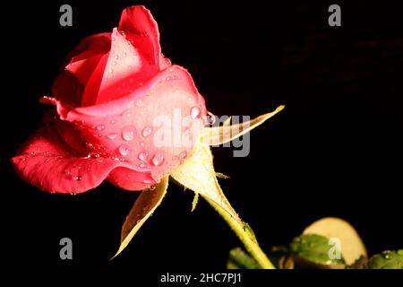 Rote Rosenblume Schwarzes Hintergrundbild mit Tröpfchen im Teil Schatten Stockfoto