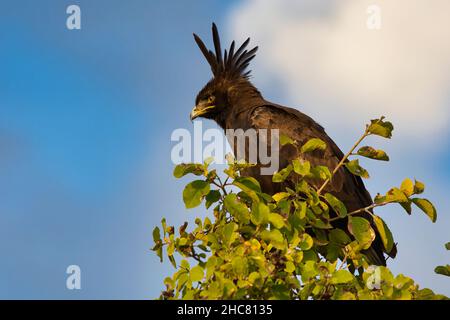 Der Langkammadler, Lophaetus occipitalis, sitzt auf einem Baum. Stockfoto