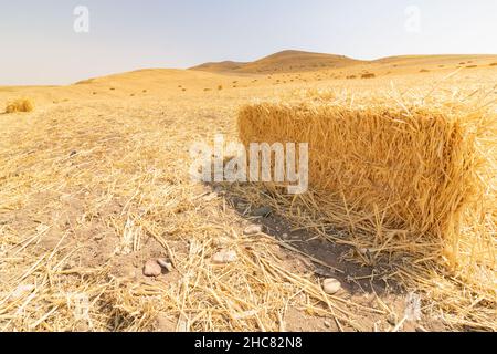 Strohballen. Strohballen im neu geernteten Getreidefeld. Landwirtschaftliche Hintergrund Foto. Stockfoto