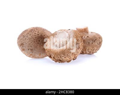 Shiitake-Pilze isoliert auf weißem Hintergrund Stockfoto