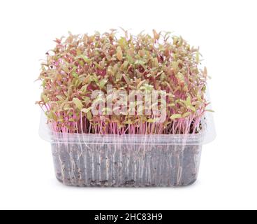 Lebenden Sprout rot isoliert auf weißem Hintergrund Stockfoto