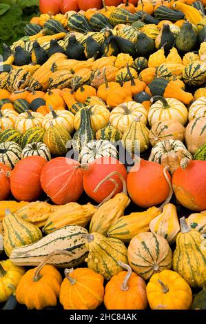 Verschiedene Arten von Kürbissen Stockfoto