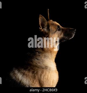 Deutscher Schäferhund Elsässische Seitenansicht, schwarzer Hintergrund Stockfoto