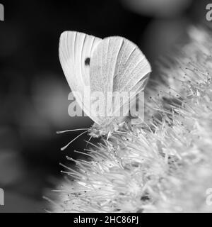 Schwarzweiß-Bild eines kleinen weißen Schmetterlings (Pieris rapae) auf Sedum spectabile „Brilliant“(A) Stockfoto