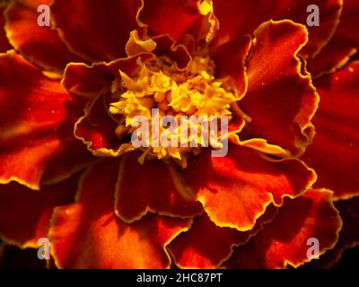 Helle Ringelblume, Nahaufnahme. Makrofoto einer Blume mit orangen Blütenblättern. Stockfoto