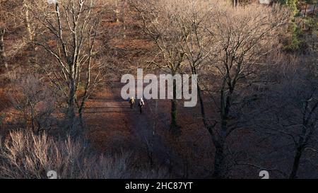 Vogelperspektive auf Menschen, die in einem sonnigen Winterwald in der Nähe von doorn in den niederlanden wandern Stockfoto