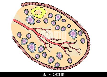 Eierstock, Querschnittsanatomie, weibliche Genitalanatomie Stockfoto