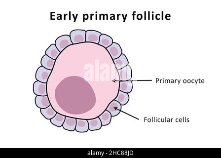 Frühe Primärfollikel, Menstruationszyklus, Eisprung, Eierstöcke (markiert) Stockfoto