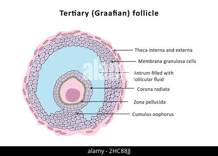 Normale Phasen des Menstruationszyklus, weibliches Fortpflanzungssystem Stockfoto