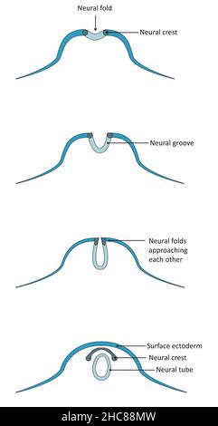 Neurulation, Entwicklung der aus dem Ektoderm abgeleiteten Strukturen. Stockfoto