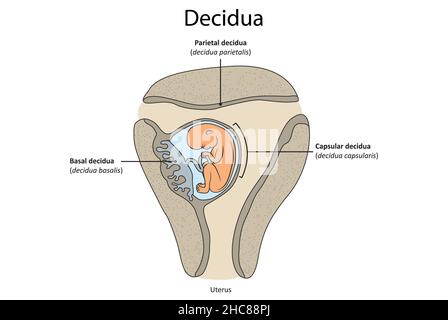 Einfache Abbildung mit Schlüsselteilen der Dicdua: Dicdua parietalis, Dicdua basilaris, Kapseldicdua. Stockfoto