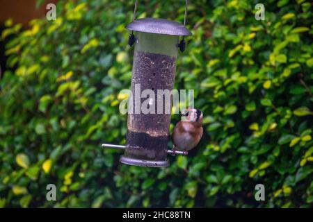 Europäischer Goldfink (Carduelis Carduelis) auf Vogelfutterhäuschen mit Niger-Samen gefüllt. Stockfoto