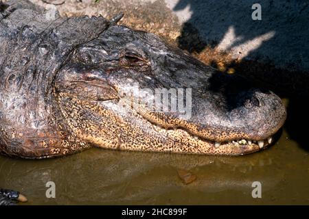 Kopfaufnahme eines amerikanischen Alligators, der sich in der Sonne sonnt. Dies ist „Big Boy“ im Besitz von John Cheetham und wird im James Bond-Film „Live and Let die“ verwendet. Stockfoto