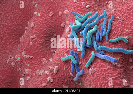 Helicobacter pylori Bakterienfeld an der Magenwand - Winkelansicht 3D Abbildung Stockfoto