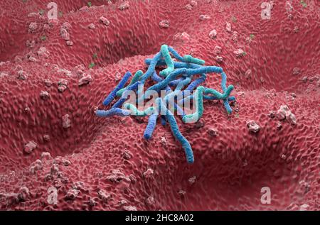 Helicobacter pylori Bakterienfeld an der Magenwand - isometrische Ansicht 3D Abbildung Stockfoto