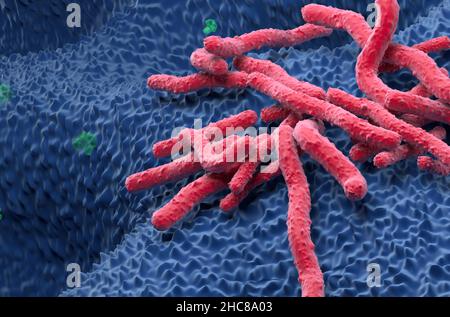 Helicobacter pylori Bakterienfeld an der Magenwand - Nahaufnahme Ansicht 3D Abbildung Stockfoto