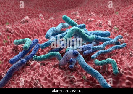 Helicobacter pylori Bakterienfeld an der Magenwand - Nahaufnahme Ansicht 3D Abbildung Stockfoto