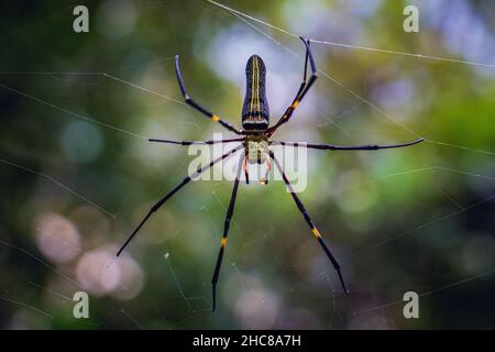 Riesige goldene Orb-Webspinne (Nephila pilipes) in freier Wildbahn im Winter Stockfoto
