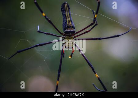 Nahaufnahme einer riesigen Webspinne der goldenen Sphäre (Nephila pilipes) Stockfoto