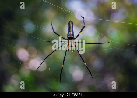 Riesige goldene Orb-Webspinne (Nephila pilipes), die auf dem Netz sitzt Stockfoto