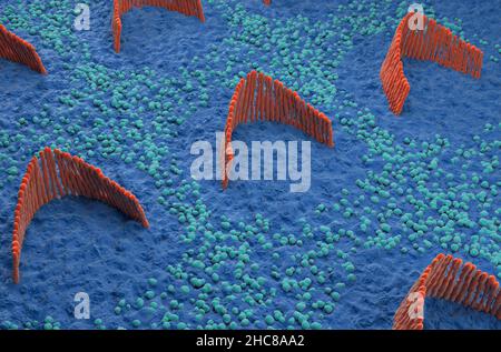 Haarzellen im inneren Ohr im vestibulären System - isometrische Ansicht 3D Abbildung Stockfoto