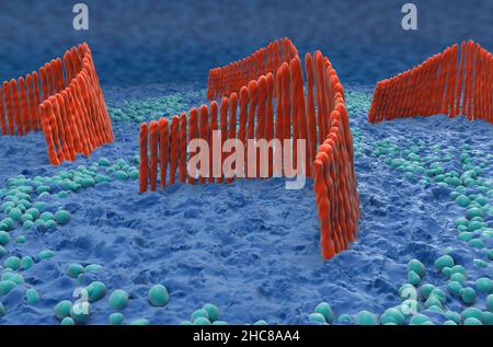 Haarzellen im inneren Ohr im vestibulären System - Nahaufnahme Ansicht 3D Abbildung Stockfoto