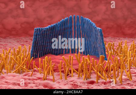 Haarzelle im inneren Ohr im vestibulären System - Nahaufnahme Ansicht 3D Abbildung Stockfoto