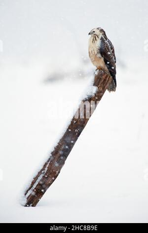 Gemeiner Bussard, auf Pfosten, umgeben von fallendem Schnee, auf schneebedecktem Feld, im Winter, Niedersachsen, Deutschland Stockfoto