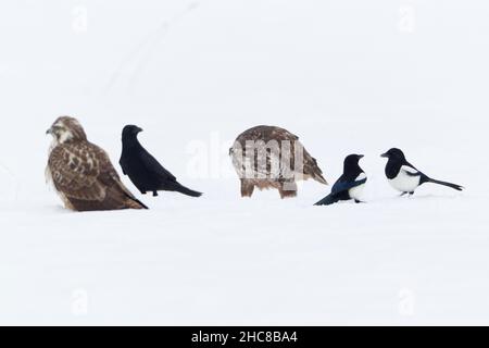 Gemeiner Bussard, (Buteo buteo), Aaskrähe (Corvus corone) und Elstern, (Pica pica), Aasfresser, im Winter, Niedersachsen, Deutschland Stockfoto