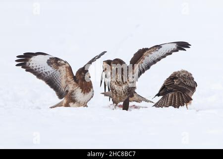 Gemeiner Bussard, (Buteo buteo), drei Kämpfe um Aas, auf schneebedecktem Feld, im Winter, im Winter, Niedersachsen, Deutschland Stockfoto