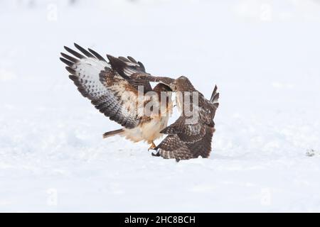 Gemeiner Bussard, (Buteo buteo), zwei Kämpfe um Aas, auf schneebedecktem Feld, im Winter, im Winter, Niedersachsen, Deutschland Stockfoto