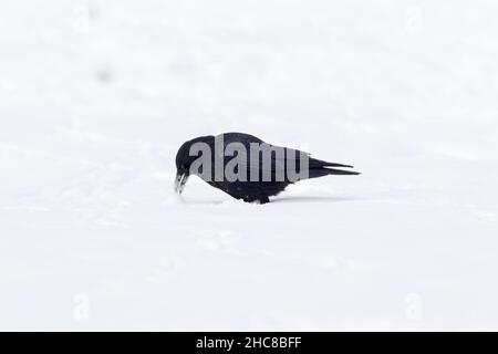 Aas-Krähe, (Corvus corone), Fütterung von Aas auf schneebedecktem Feld, im Winter, Niedersachsen, Deutschland, Stockfoto