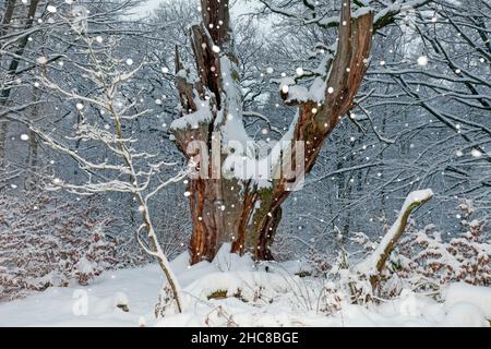 Alte Eiche, im Winter, mit Schneefall, Sababurg alten Waldreservat, Nordhessen, Deutschland Stockfoto