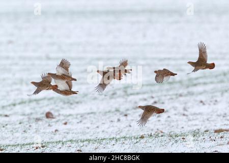 Gray Partridge, (Perdix perdix), covey, fliegen über schneebedecktes Feld, im Winter, Niedersachsen, Deutschland Stockfoto