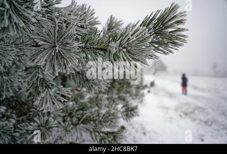 Winterberg, Deutschland. 26th Dez 2021. Eine dünne Schneeschicht bedeckt am zweiten Weihnachtsfeiertag die Heidenlandschaft auf dem 842 Meter hohen Kahler Asten im Sauerland bei Temperaturen knapp unter Null. Quelle: Henning Kaiser/dpa/Alamy Live News Stockfoto