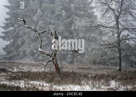 Winterberg, Deutschland. 26th Dez 2021. Eine dünne Schneeschicht bedeckt am zweiten Weihnachtsfeiertag die Heidenlandschaft auf dem 842 Meter hohen Kahler Asten im Sauerland bei Temperaturen knapp unter Null. Quelle: Henning Kaiser/dpa/Alamy Live News Stockfoto