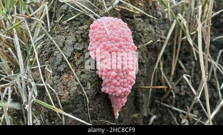 Goldene Apfelschnecke Eiermasse Stockfoto