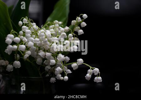 Blumen sind weiße Lilien des Tales auf schwarzem Hintergrund. Stockfoto