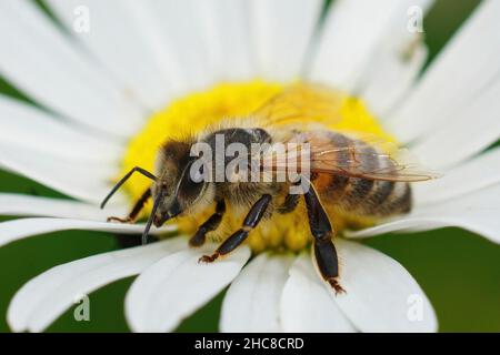 Detaillierte Nahaufnahme einer europäischen Honigbiene, APIs melifera, die Nektar aus einer Oxeye-Gänseblümchen, Leucanthemum vulgare, schlürft Stockfoto