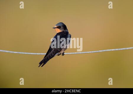 Eine vor kurzem ausgewachsene, junge Barn Swallow (Hirundo rustica), die auf einem Drahtzaun in Suffolk, Großbritannien, thront Stockfoto