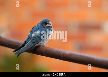 Eine vor kurzem ausgewachsene, junge Barn Swallow (Hirundo rustica), die auf einigen Gartenmöbeln in Suffolk, Großbritannien, thront Stockfoto