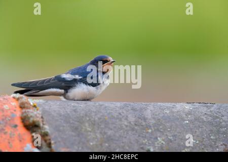 Eine vor kurzem ausgewachsene, junge Barn Swallow (Hirundo rustica), die auf einem Dach in Suffolk, Großbritannien, thront Stockfoto